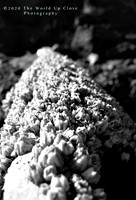 Barnacles