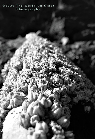 Barnacles