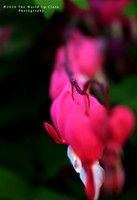 Bleeding Hearts