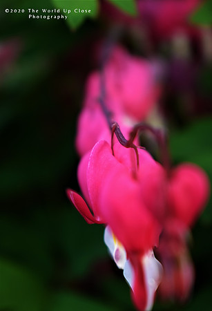 Bleeding Hearts