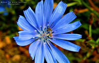 Cornflower