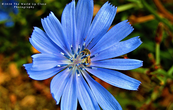 Cornflower