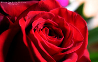 Crimson