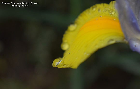 Dew Drop
