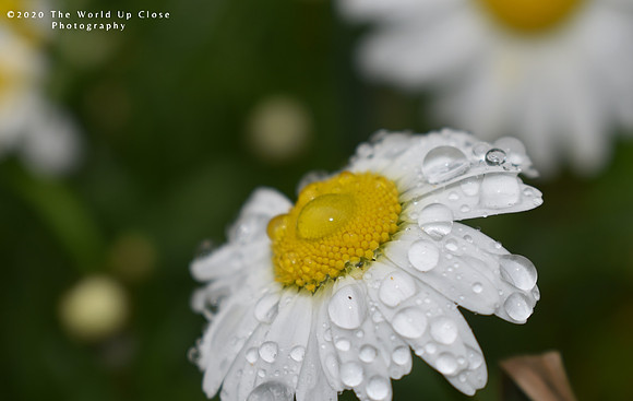 Drenched