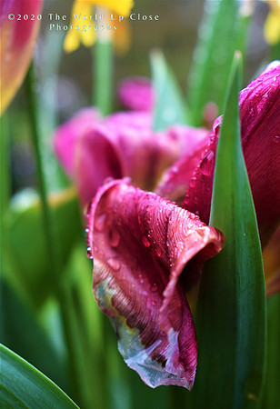 Drizzle