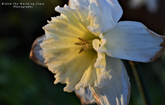 Evening Light