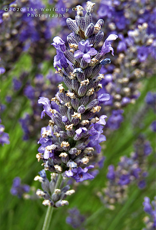 Lavender
