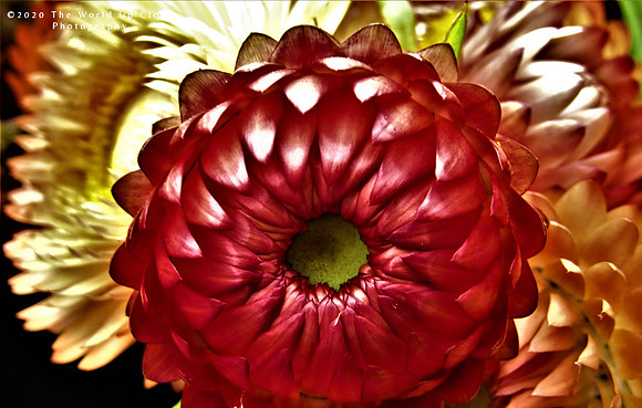 Market Flowers