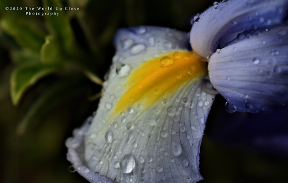 Morning Dew