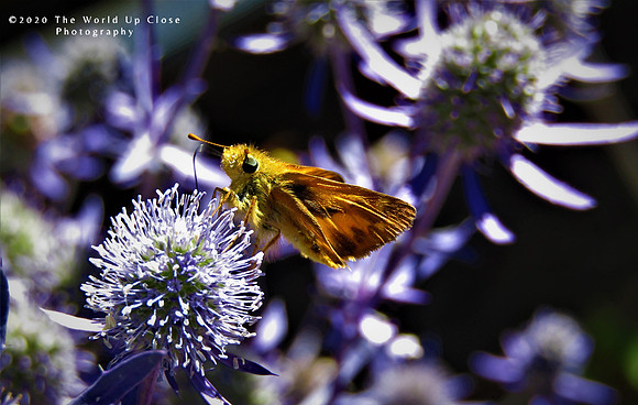 Nectar