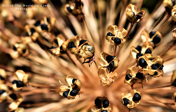Seed Pods