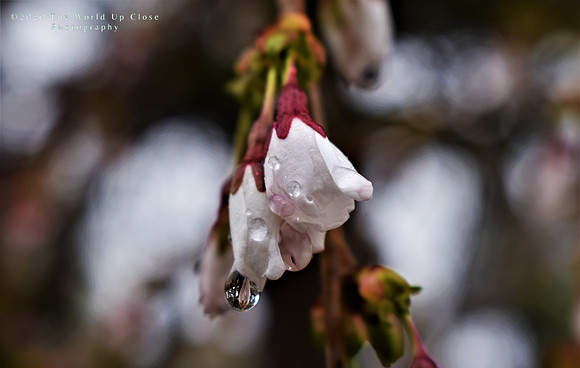 Spring Rains