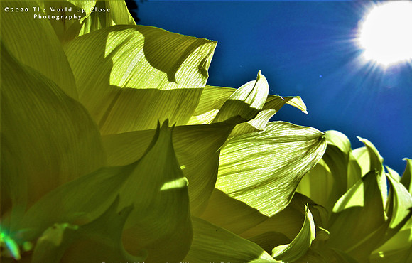 Sunflower