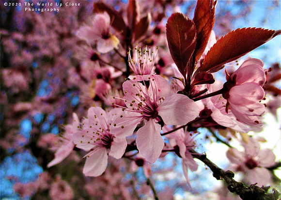 The Color of Joy