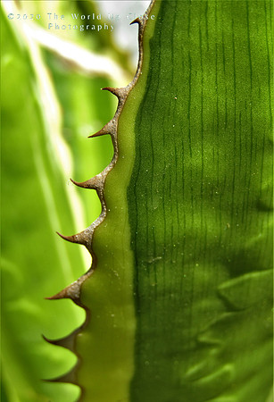 Thorns
