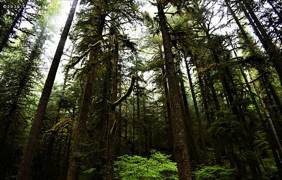 Misty Forest
