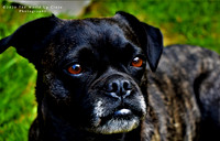Wary