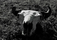 Old Bones