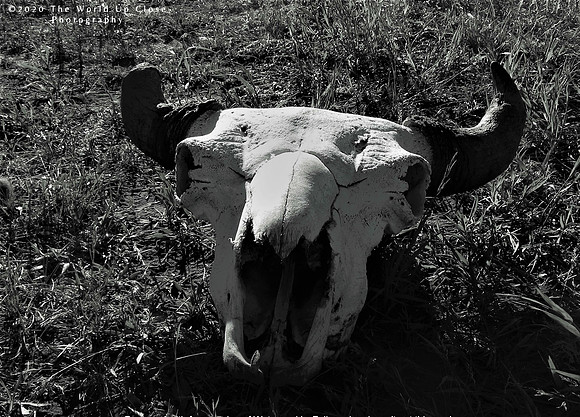 Old Bones