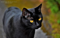 Amber Gaze