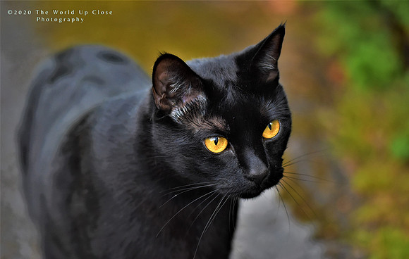 Amber Gaze