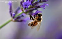 Busy Bee