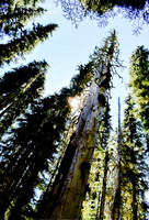 Mossy Forest