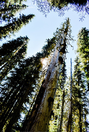 Mossy Forest