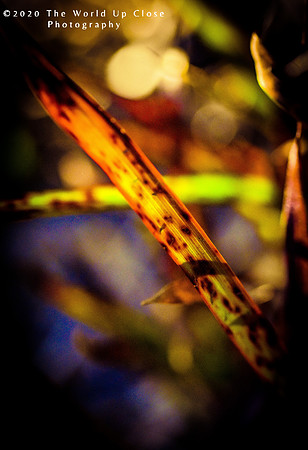 Firegrass