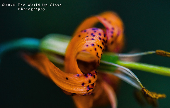Lily