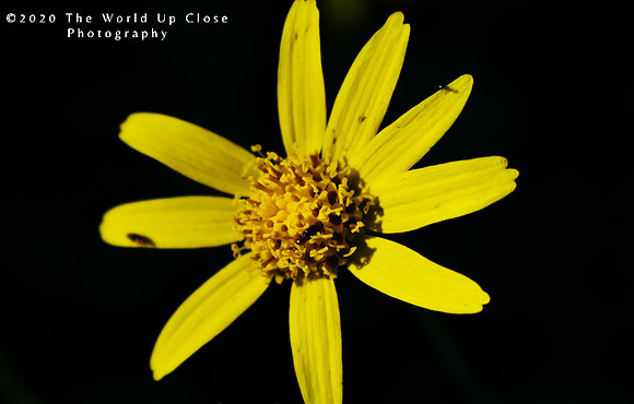 Mountain Daisy