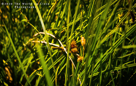 Resting Butterfly