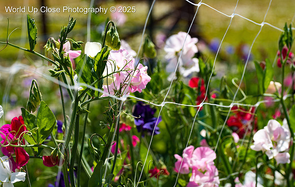 Sweet Pea Trellis