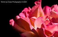 Sweet Contrast