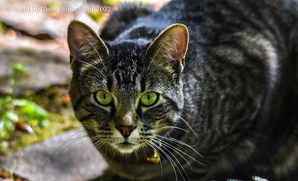 Green Eyes