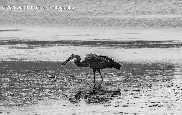 Long Beak
