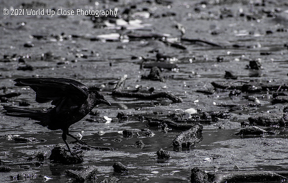 Sea Crow