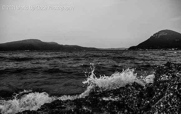 Wind Tossed
