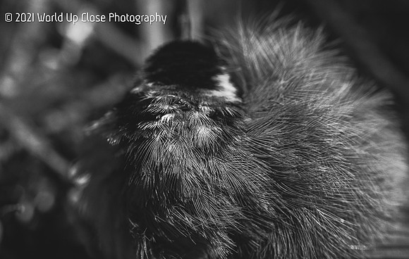 Fluff