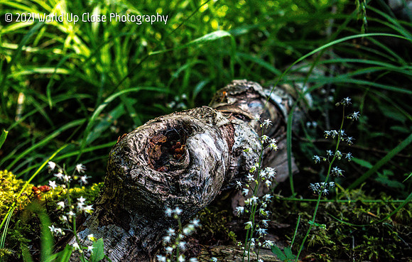 Fairy Knot