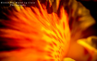 Flame Petals