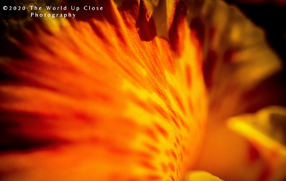 Flame Petals