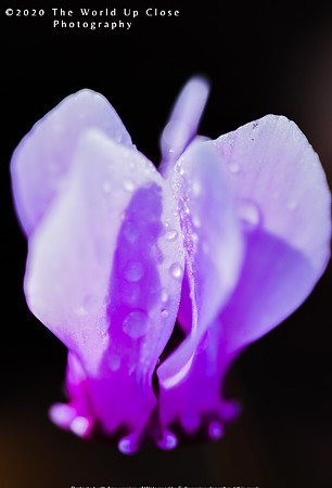 Last Flowers