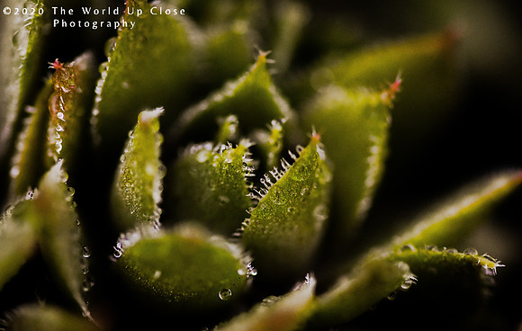 Hen and Chicks