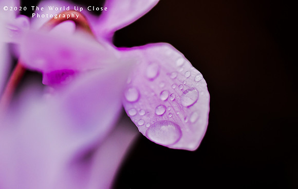 Orchid