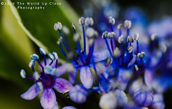 Violet