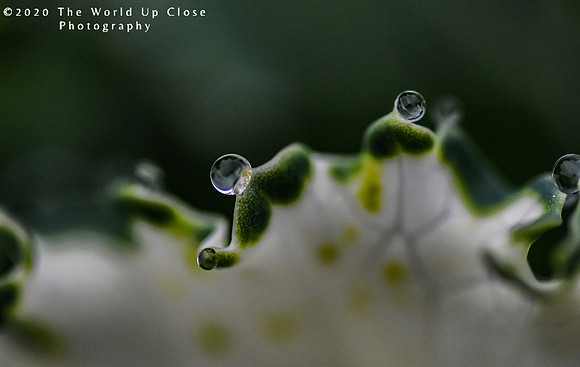 Raindrop