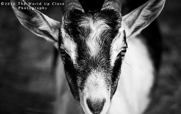 Black and White Twice
