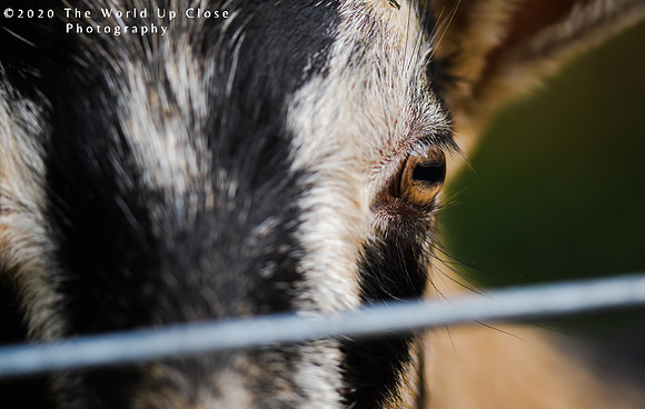 Through the Fence